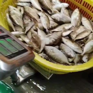 泥猛鱼