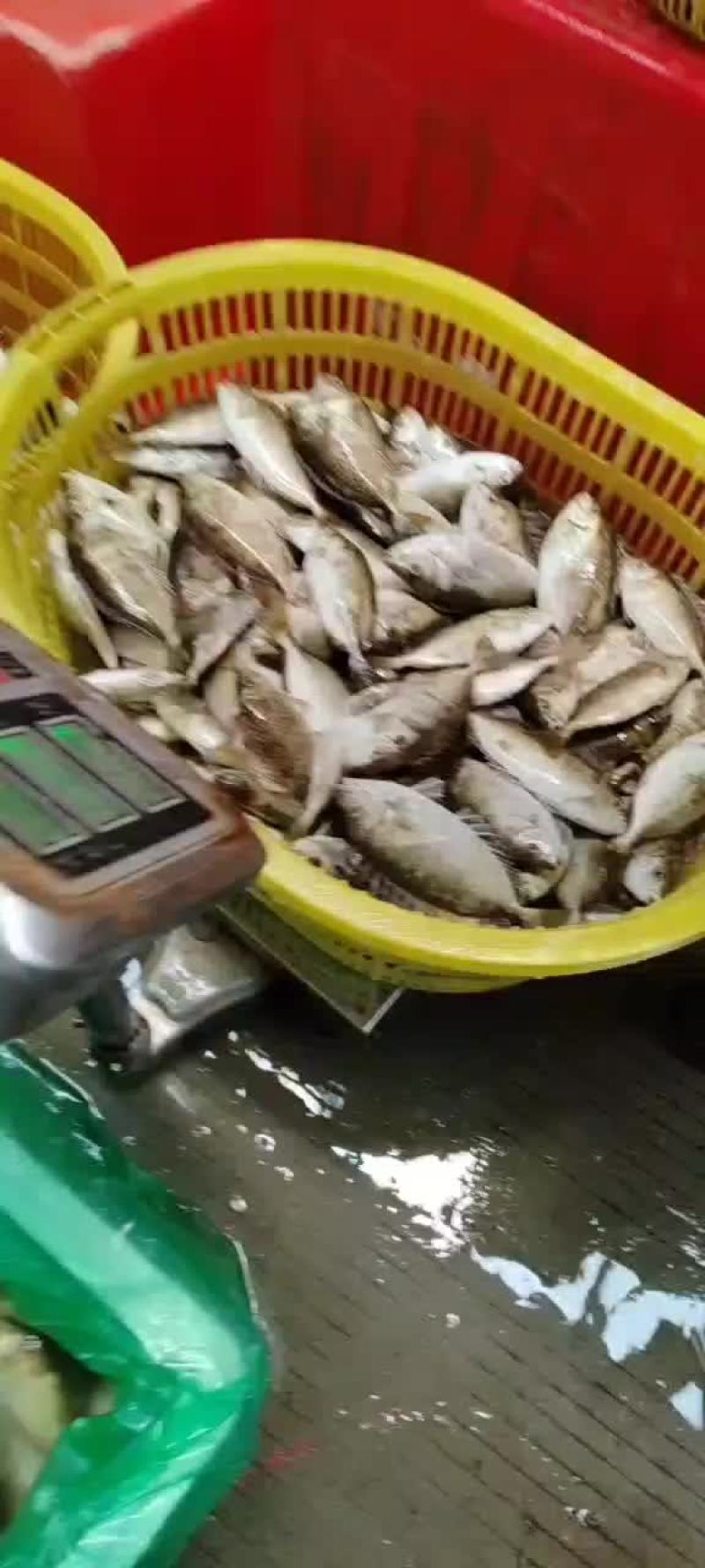 泥猛鱼
