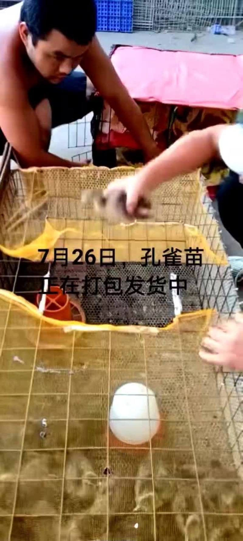 鸵鸟蛋