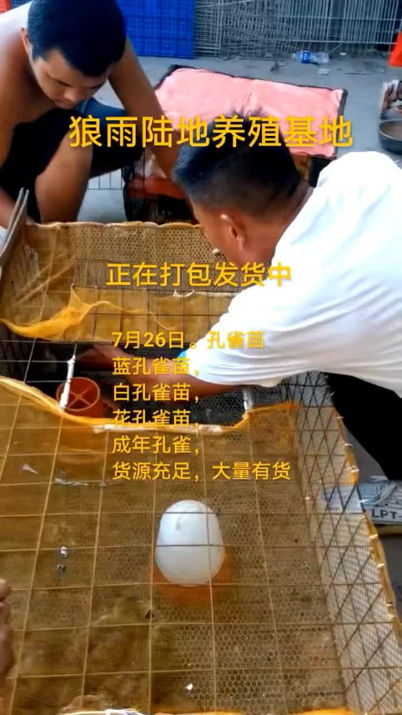 鸵鸟蛋
