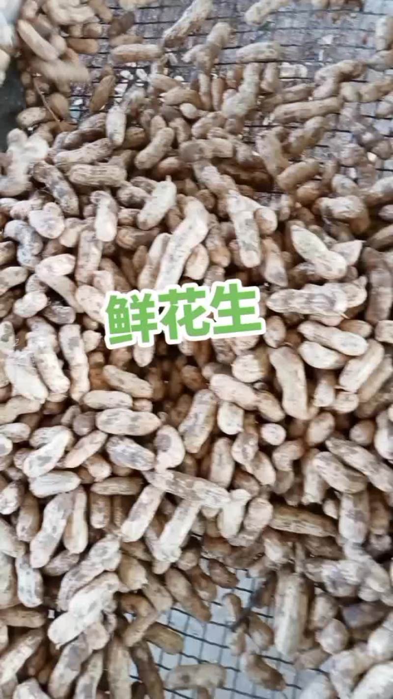 四粒红鲜花生
