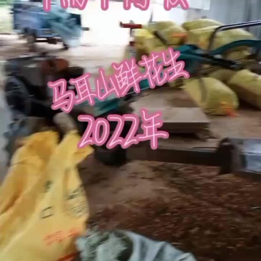 四粒红鲜花生