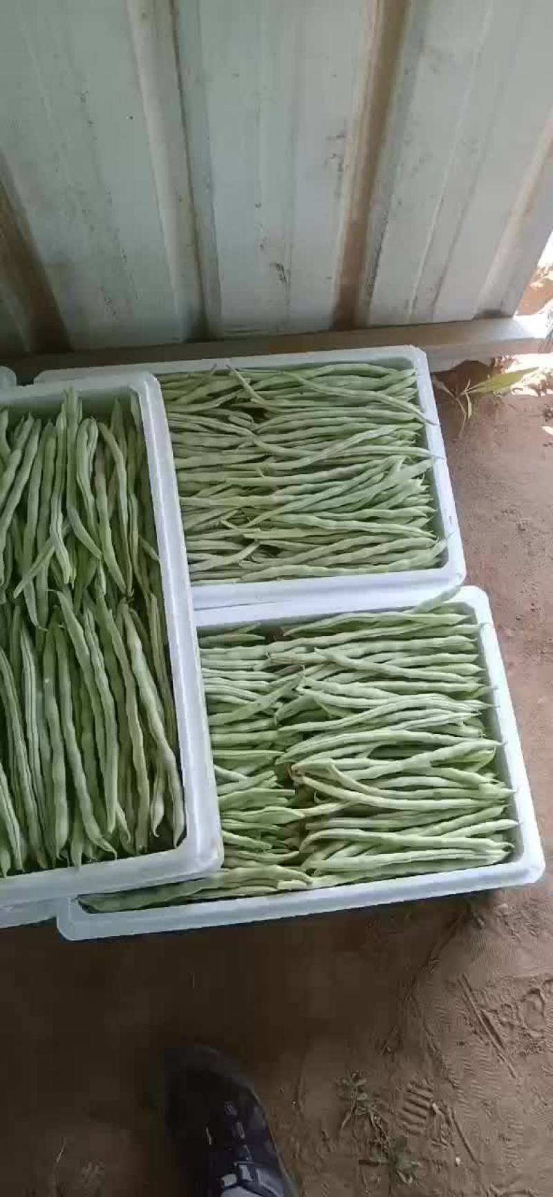 豆角白无丝，绿豆王