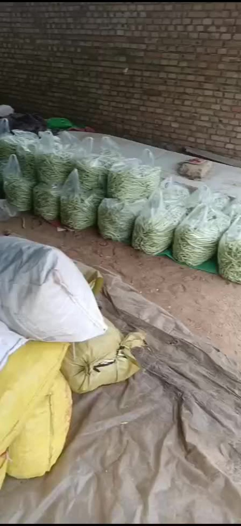 豆角白无丝，绿豆王