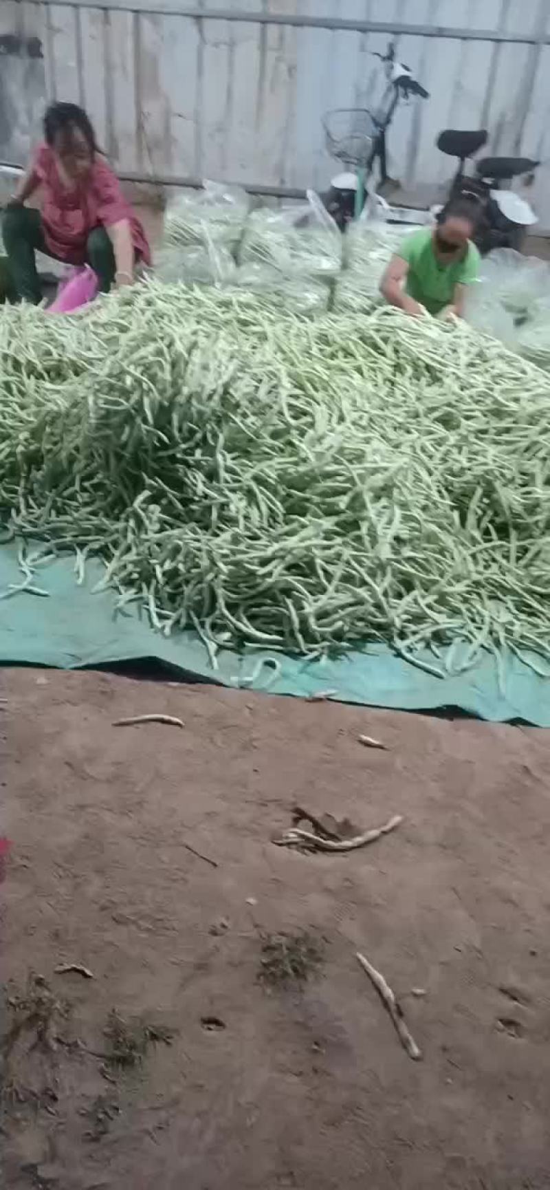 豆角白无丝，绿豆王