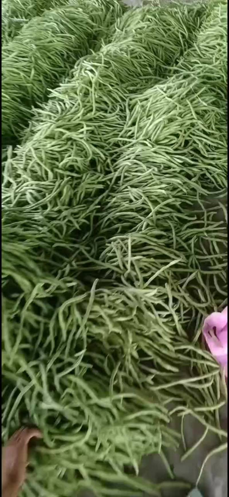 豆角白无丝，绿豆王