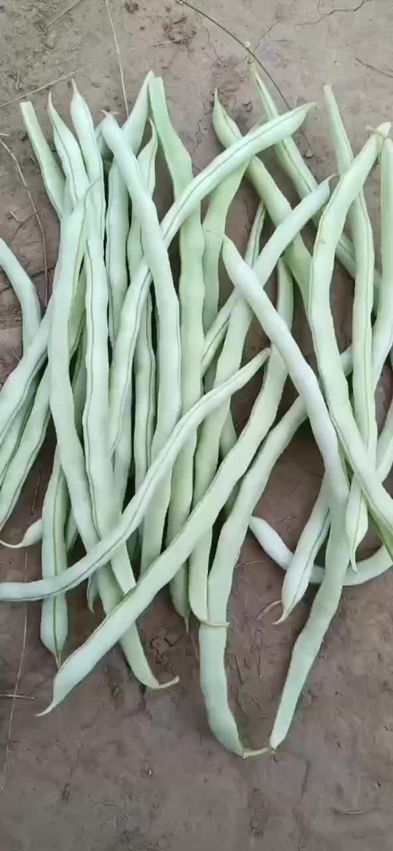 豆角白无丝，绿豆王
