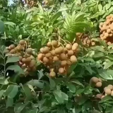 石硖龙眼大量上市