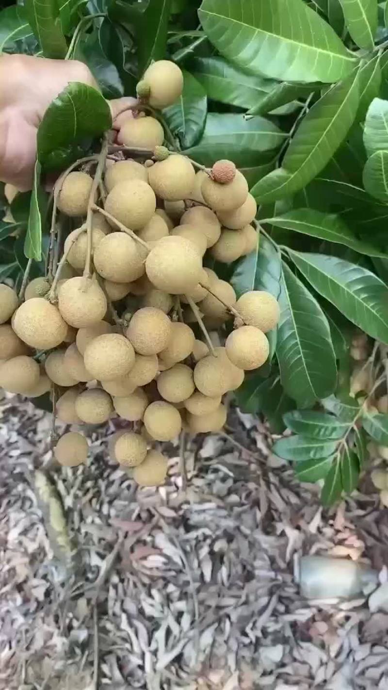 石硖龙眼大量上市