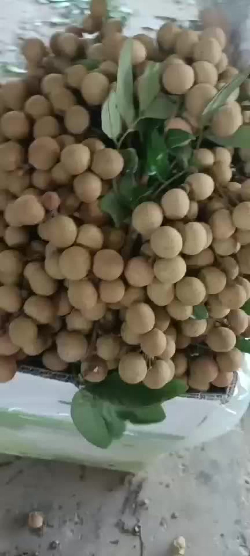 石硖龙眼大量上市