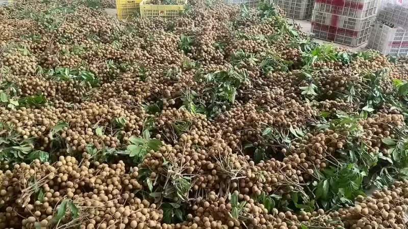 石硖龙眼大量上市