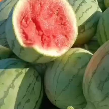 精品早春红玉