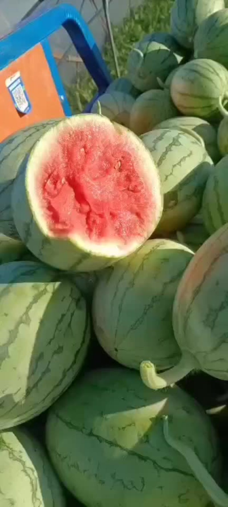 精品早春红玉