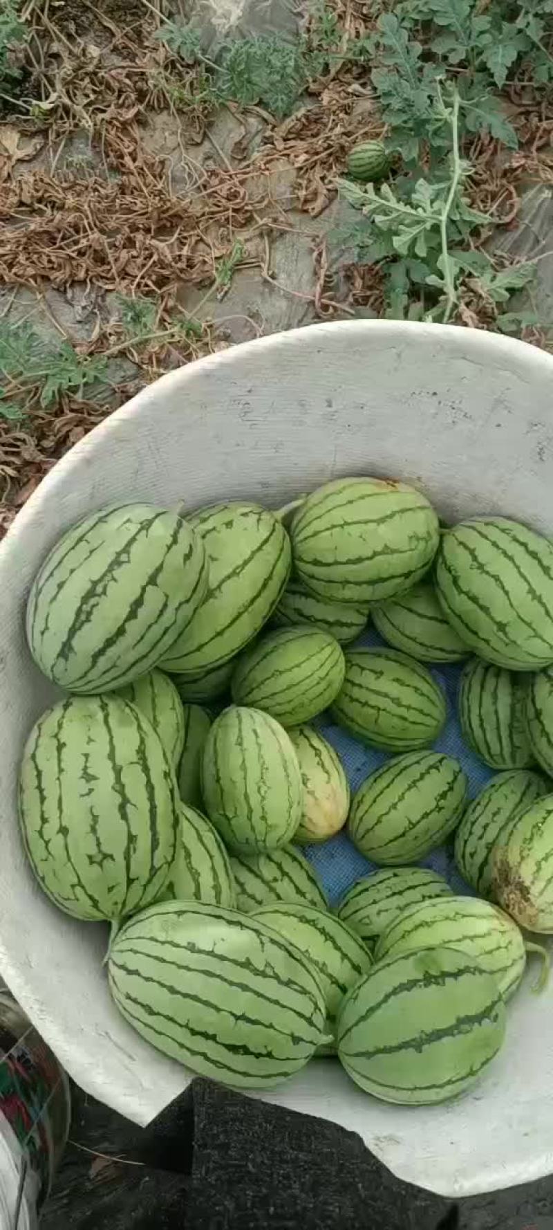 精品早春红玉