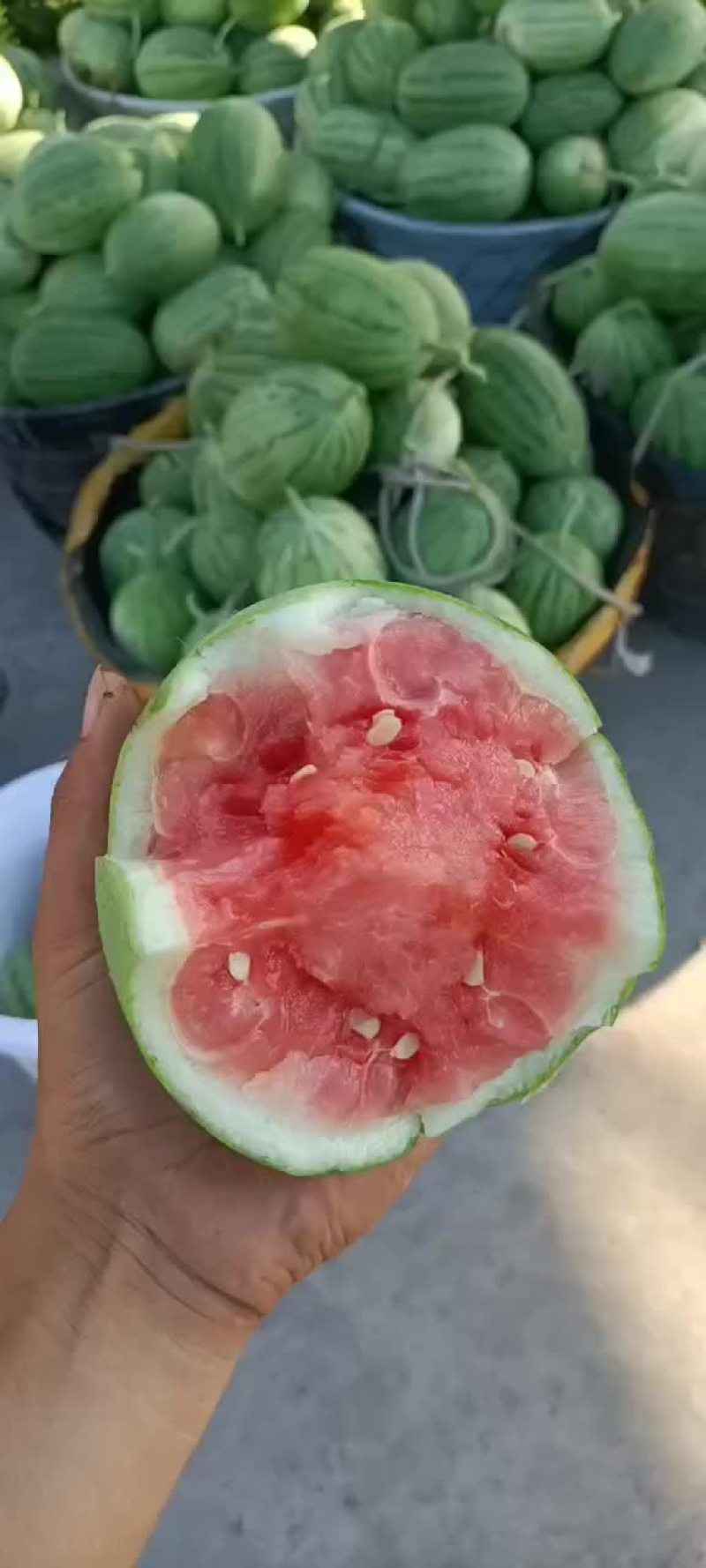 精品早春红玉