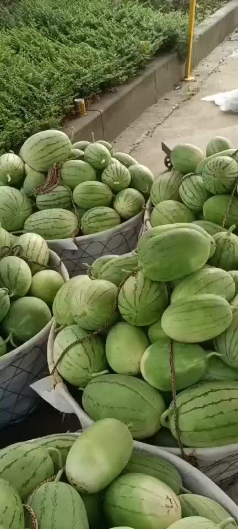 精品早春红玉