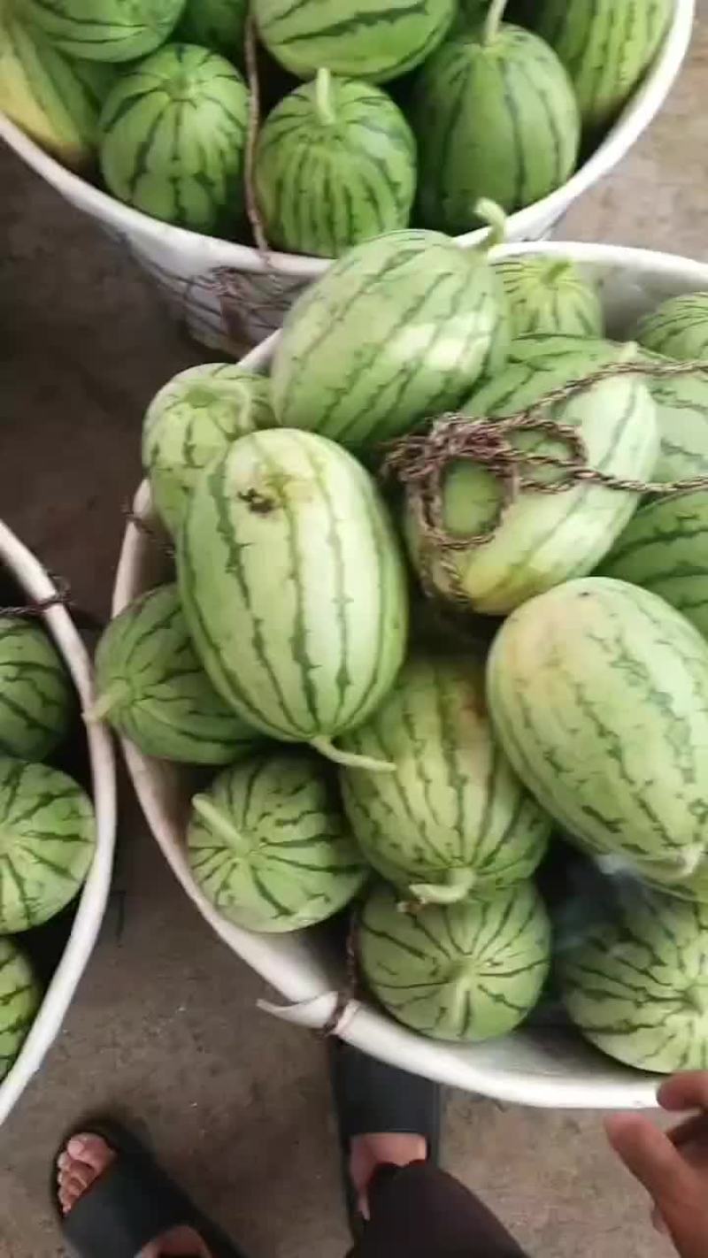 精品早春红玉