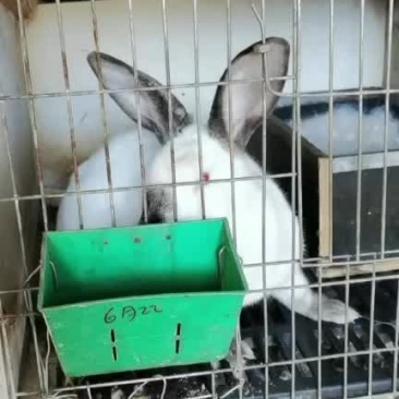 兔子