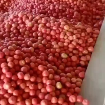 西红柿，辣椒