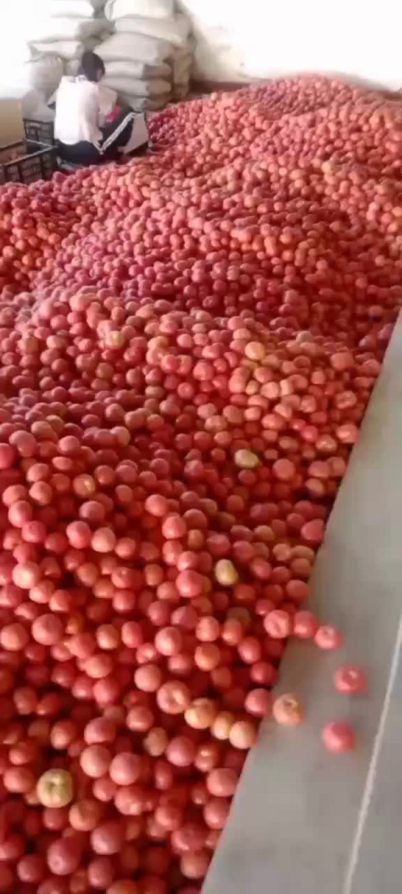 西红柿，辣椒