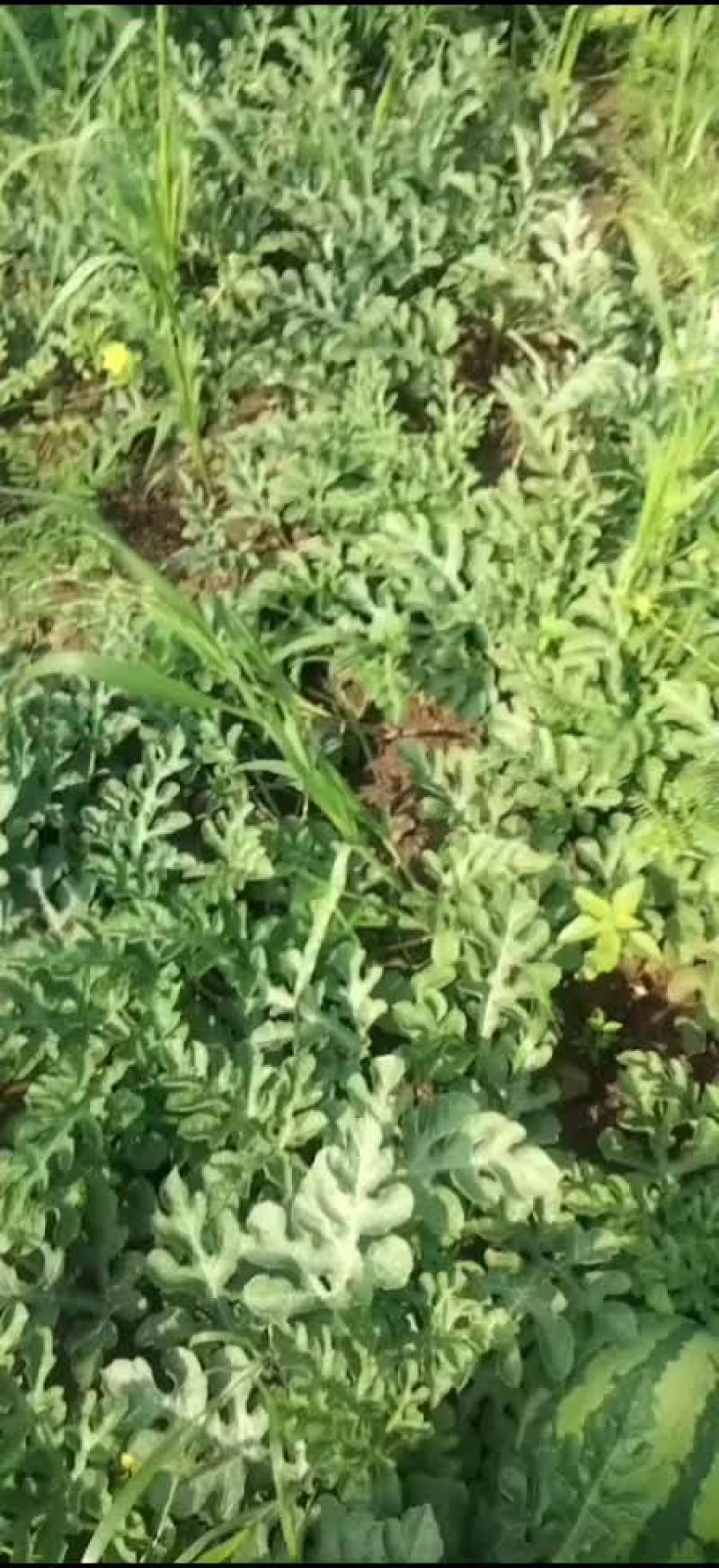内蒙沙地西瓜嘎嘎甜