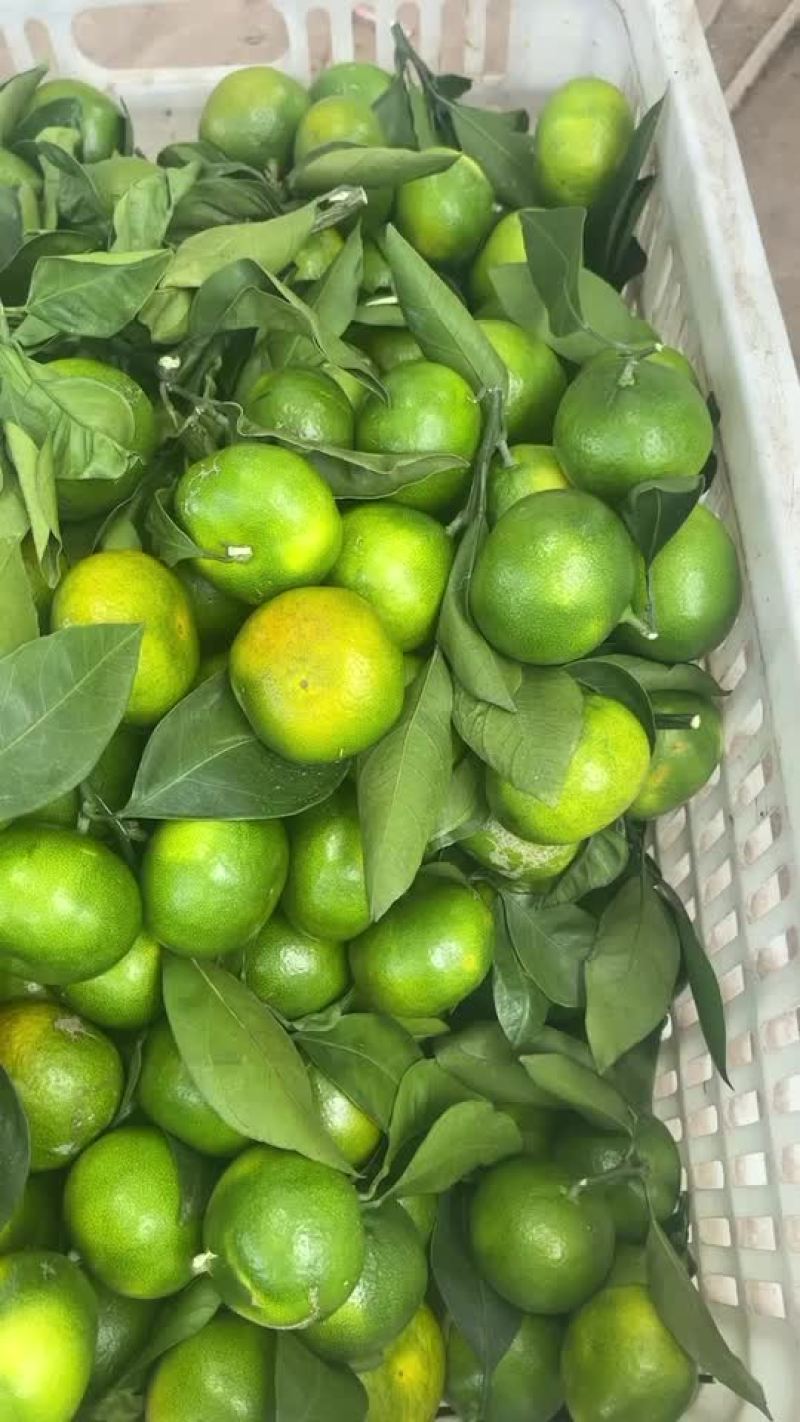 蜜橘