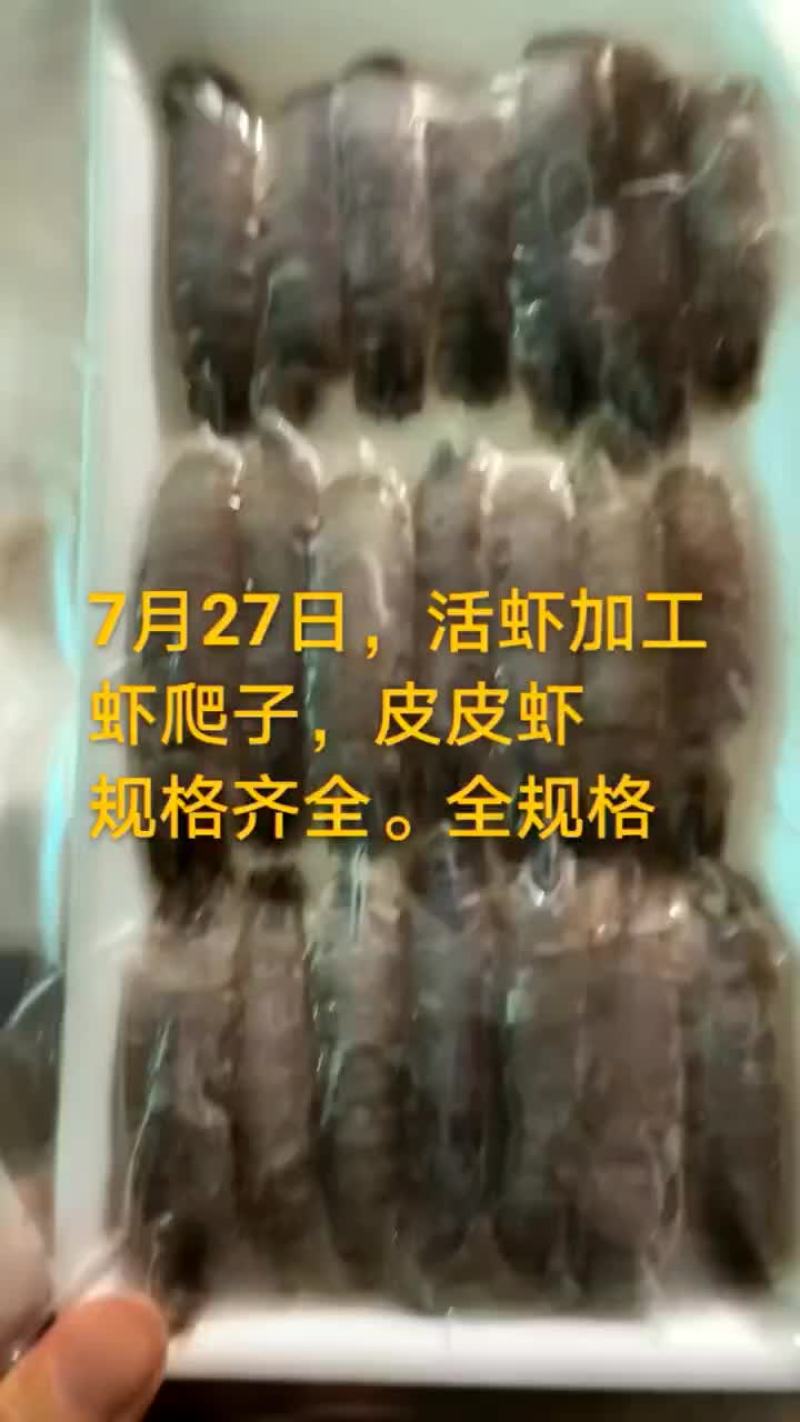 加工虾爬子皮皮虾