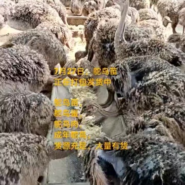 鸵鸟蛋