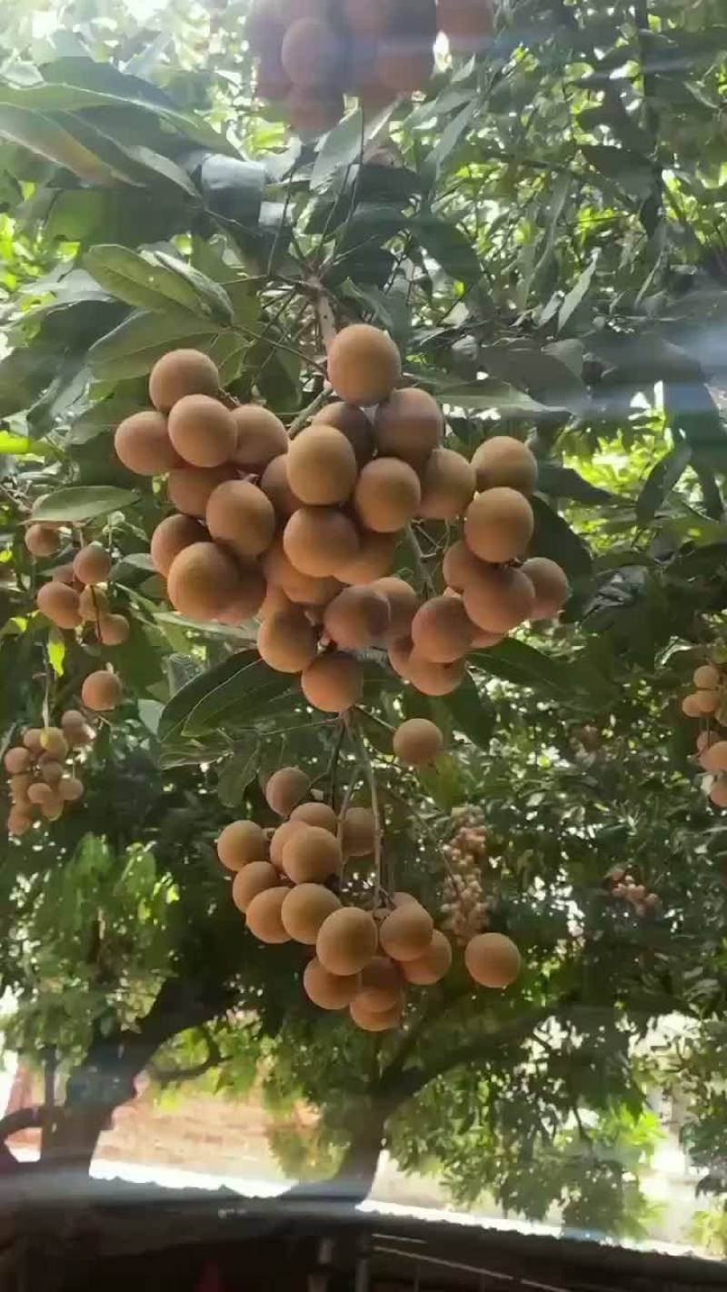 储良龙眼果园货大量上市