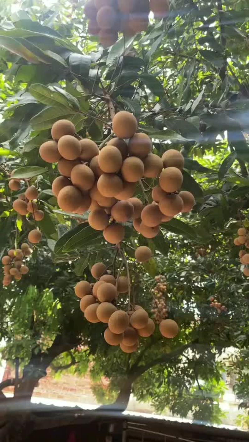 储良龙眼果园货大量上市