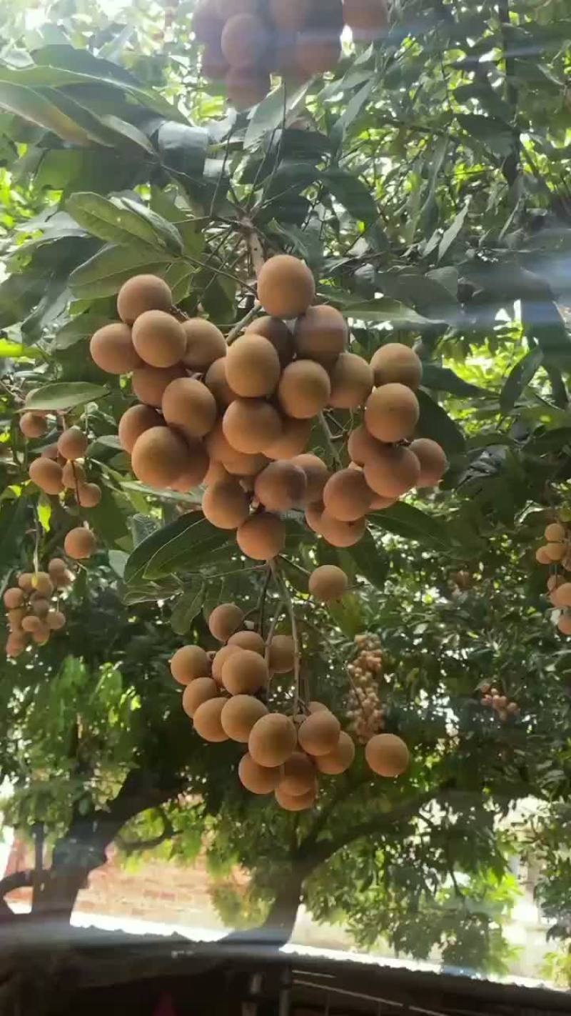 储良龙眼果园货大量上市
