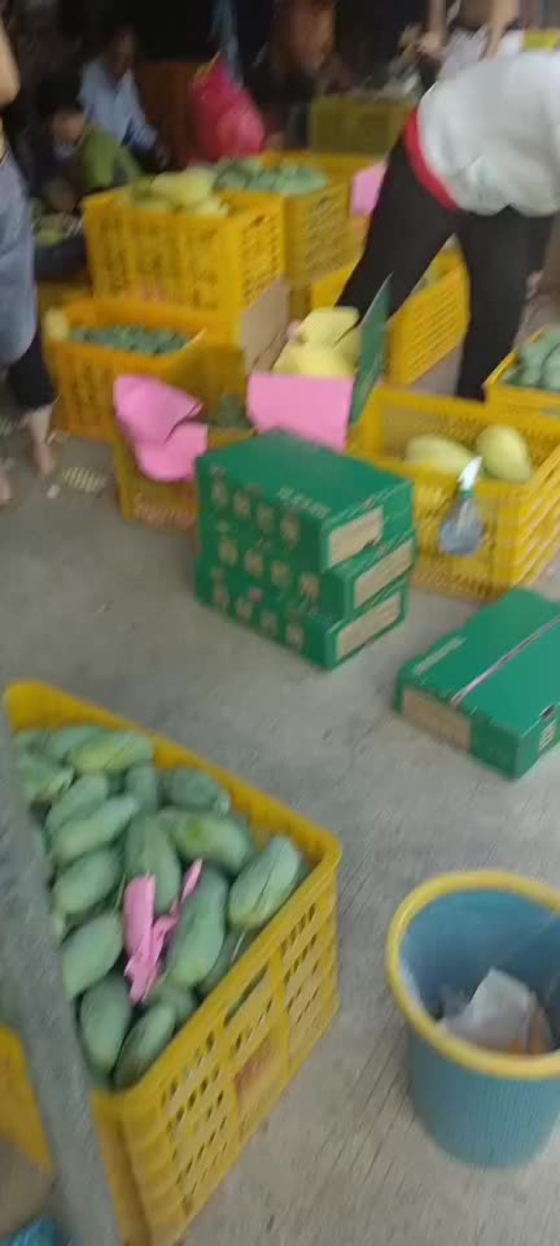 广西百色芒果