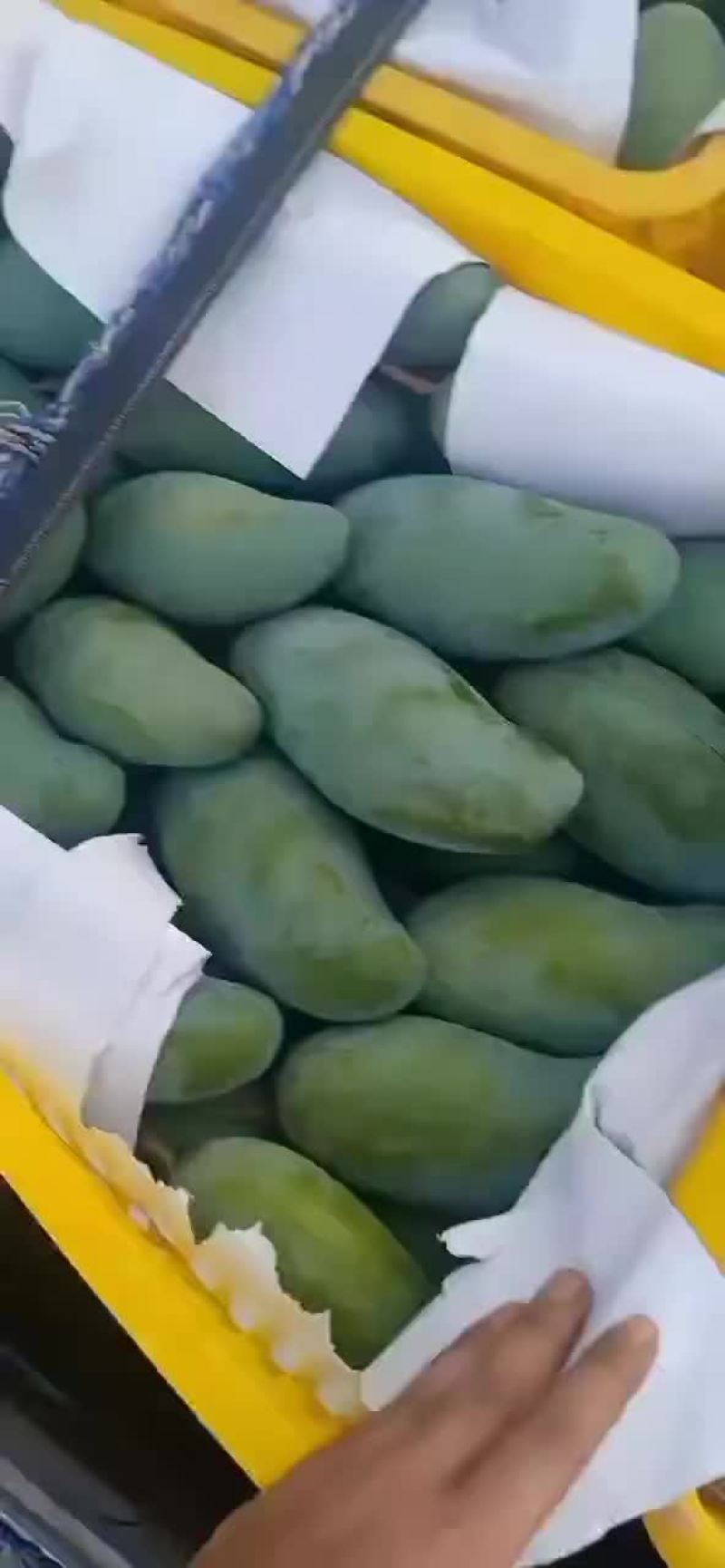 广西百色芒果