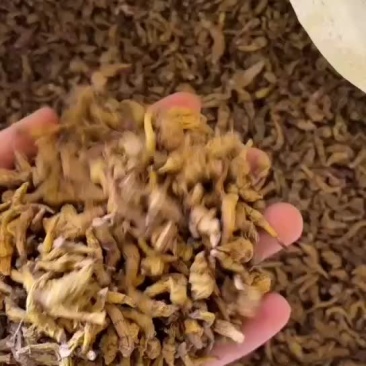 虎牙丁条