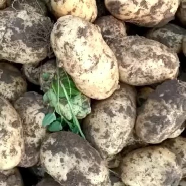 土豆ev大量有货一手货源