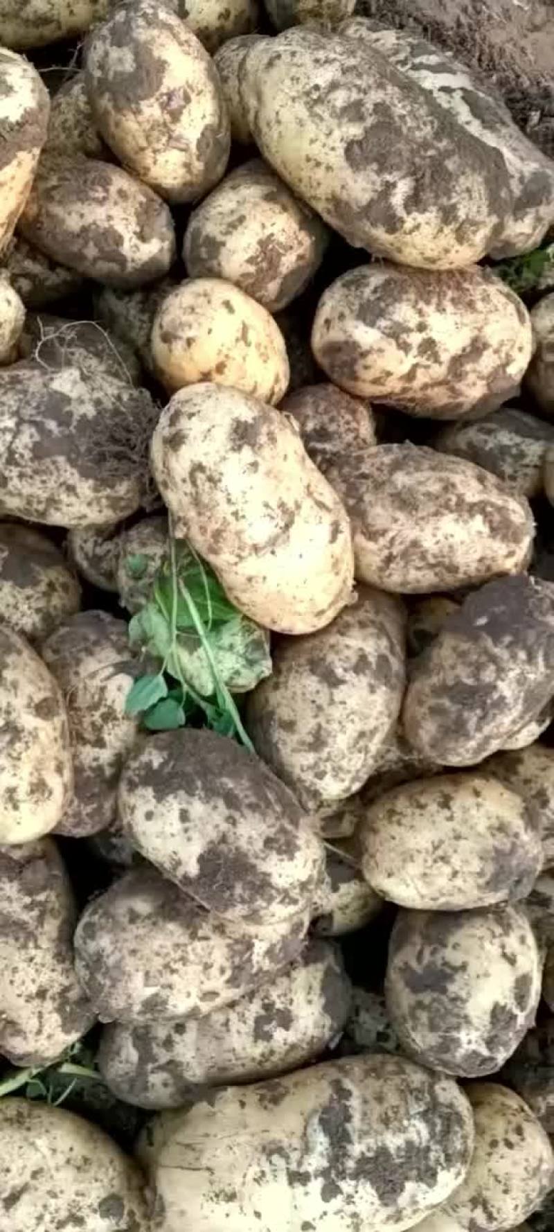 土豆ev大量有货一手货源