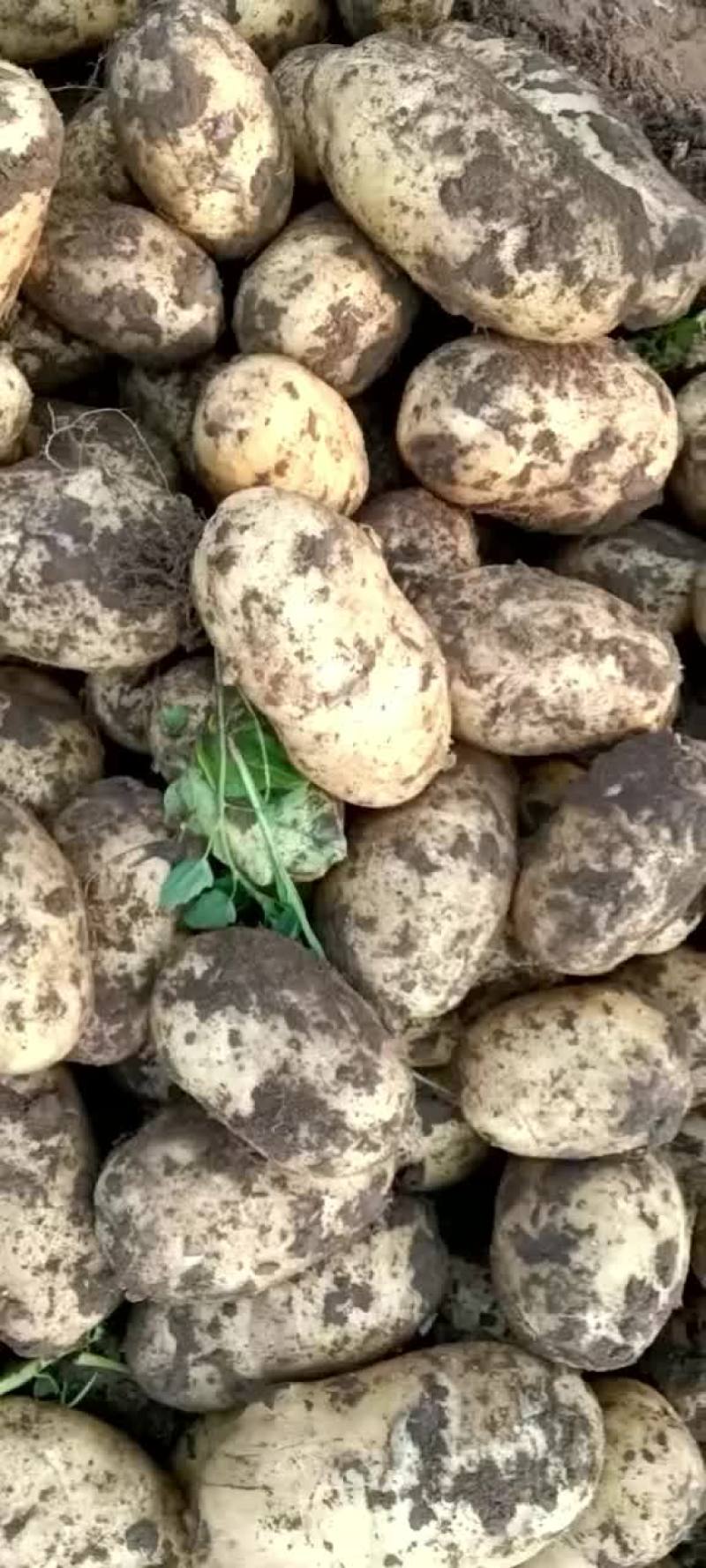 土豆ev大量有货一手货源