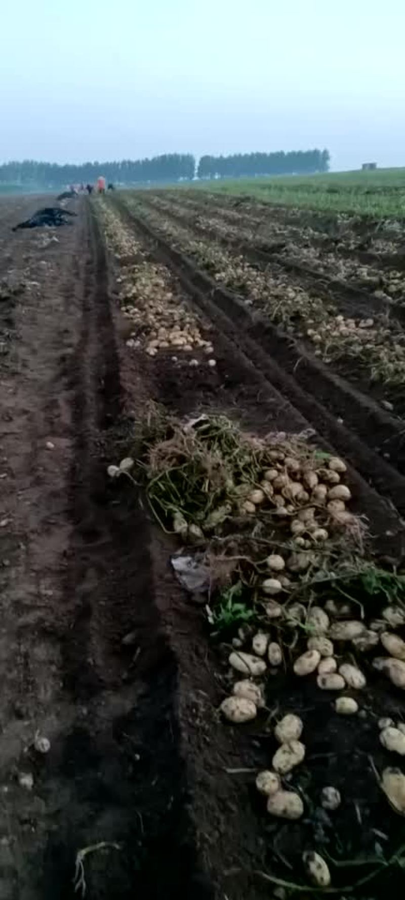 土豆ev大量有货一手货源
