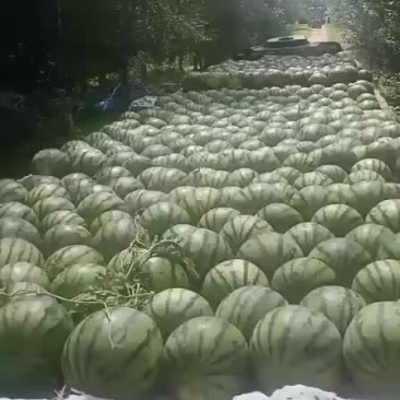 吉林产区，庆红系列0.4米起。保证质量，全国代发，