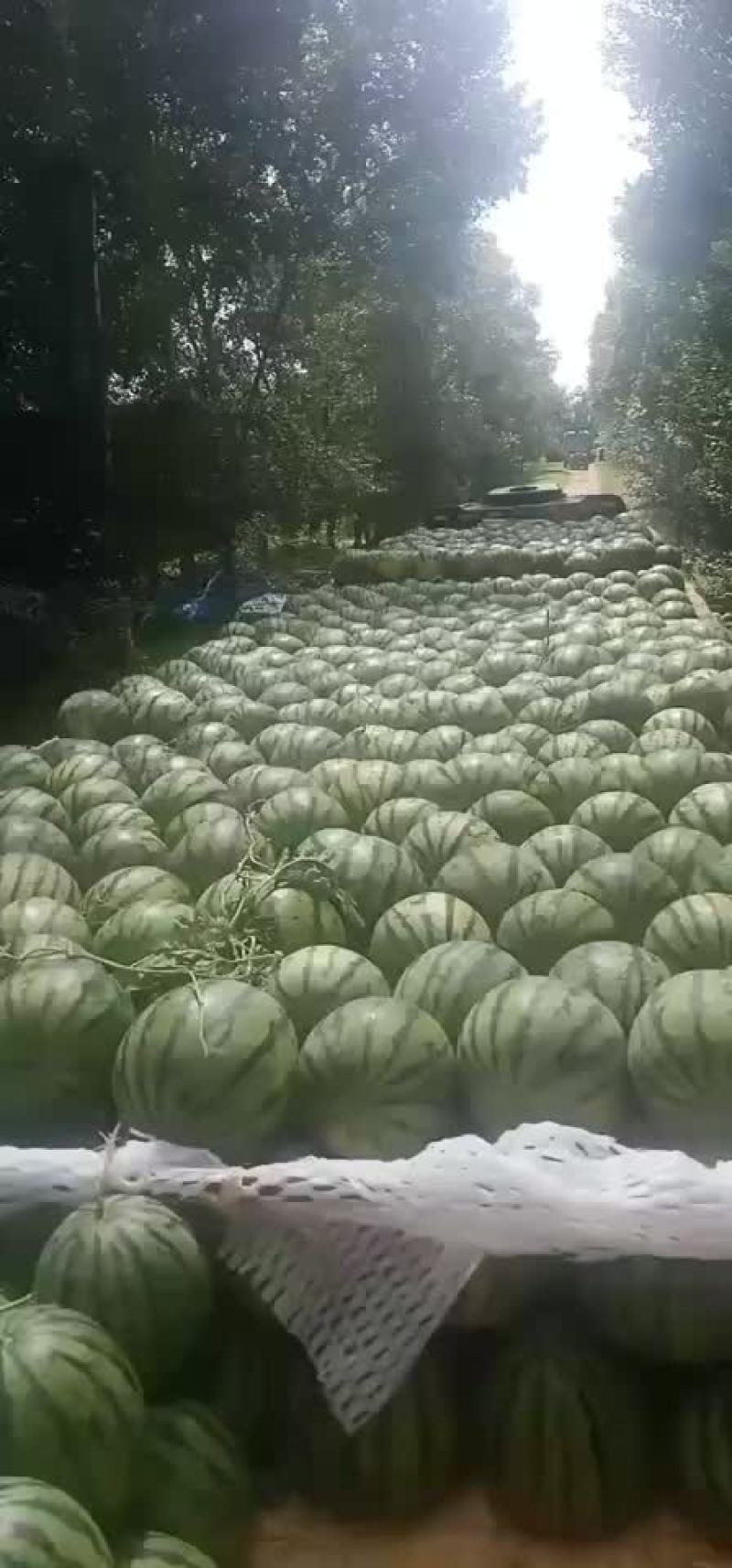 吉林产区，庆红系列0.4米起。保证质量，全国代发，