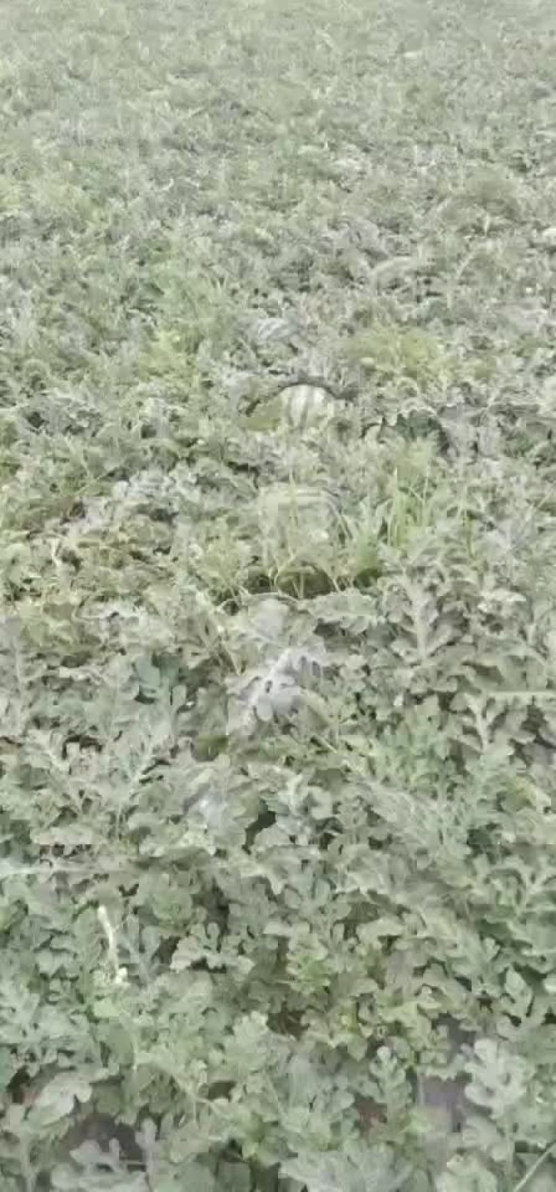 吉林产区，庆红系列0.4米起。保证质量，全国代发，