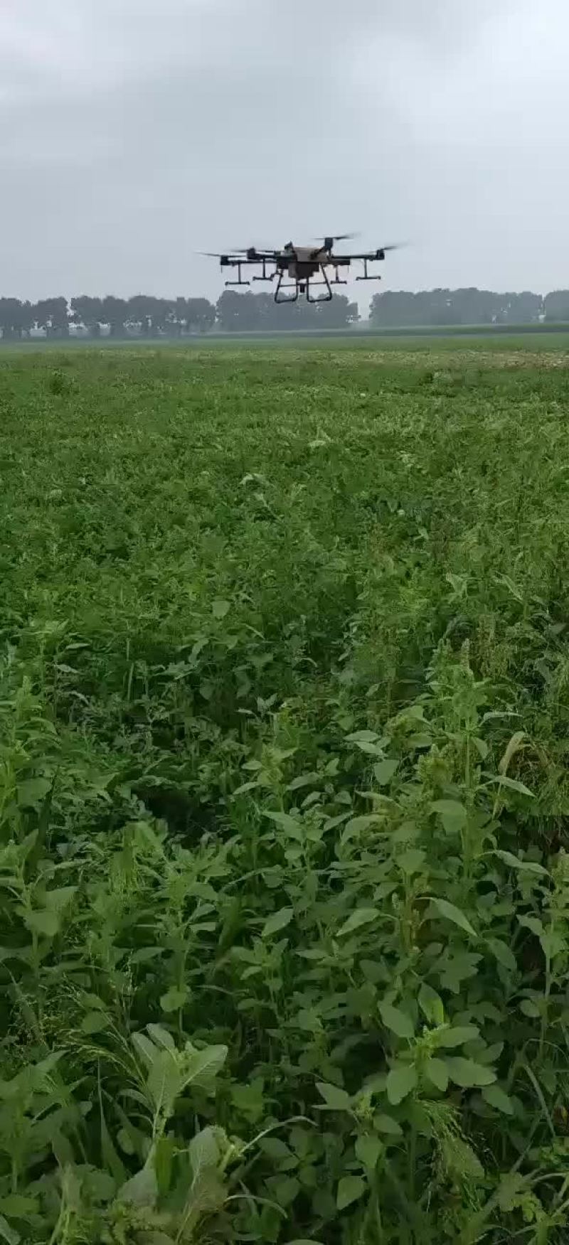 吉林产区，庆红系列0.4米起。保证质量，全国代发，