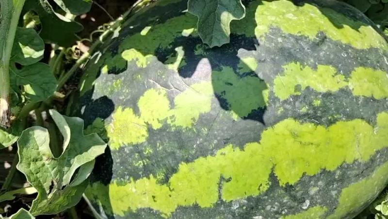 吉林产区，庆红系列0.4米起。保证质量，全国代发，