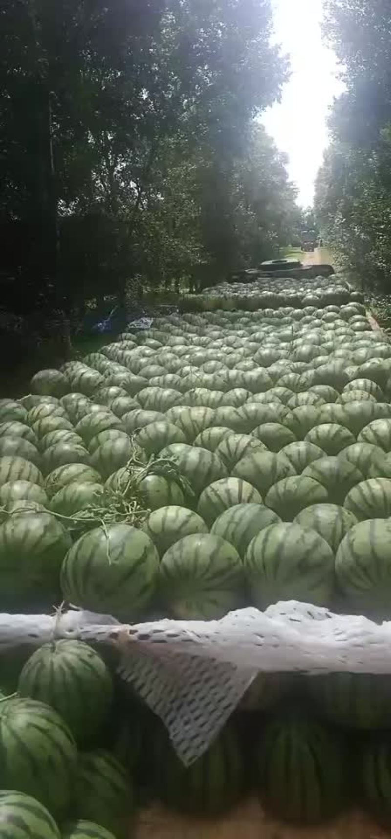 吉林产区，庆红系列0.4米起。保证质量，全国代发，