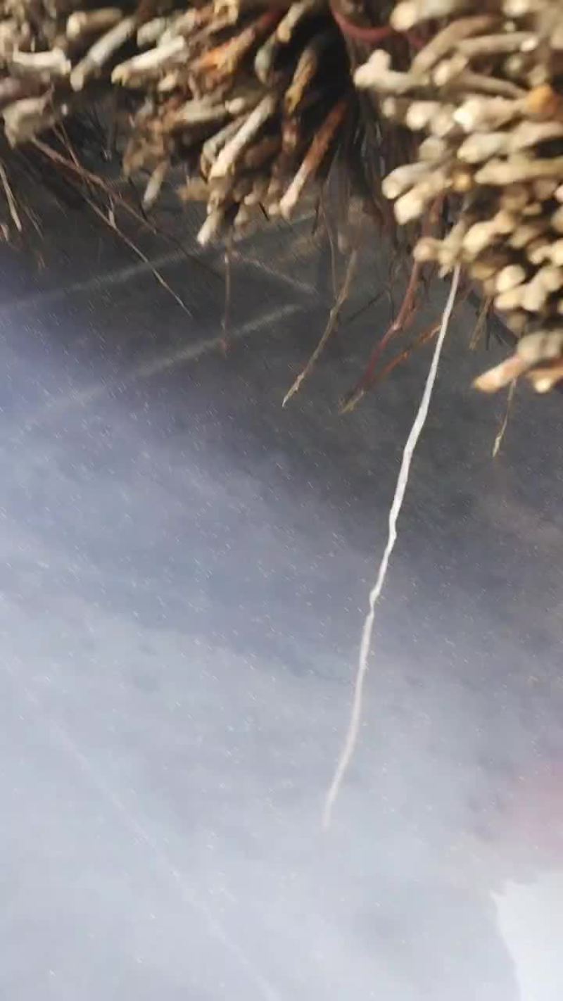 金蝉种苗