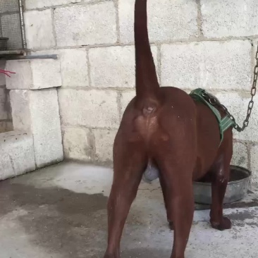 猎狗