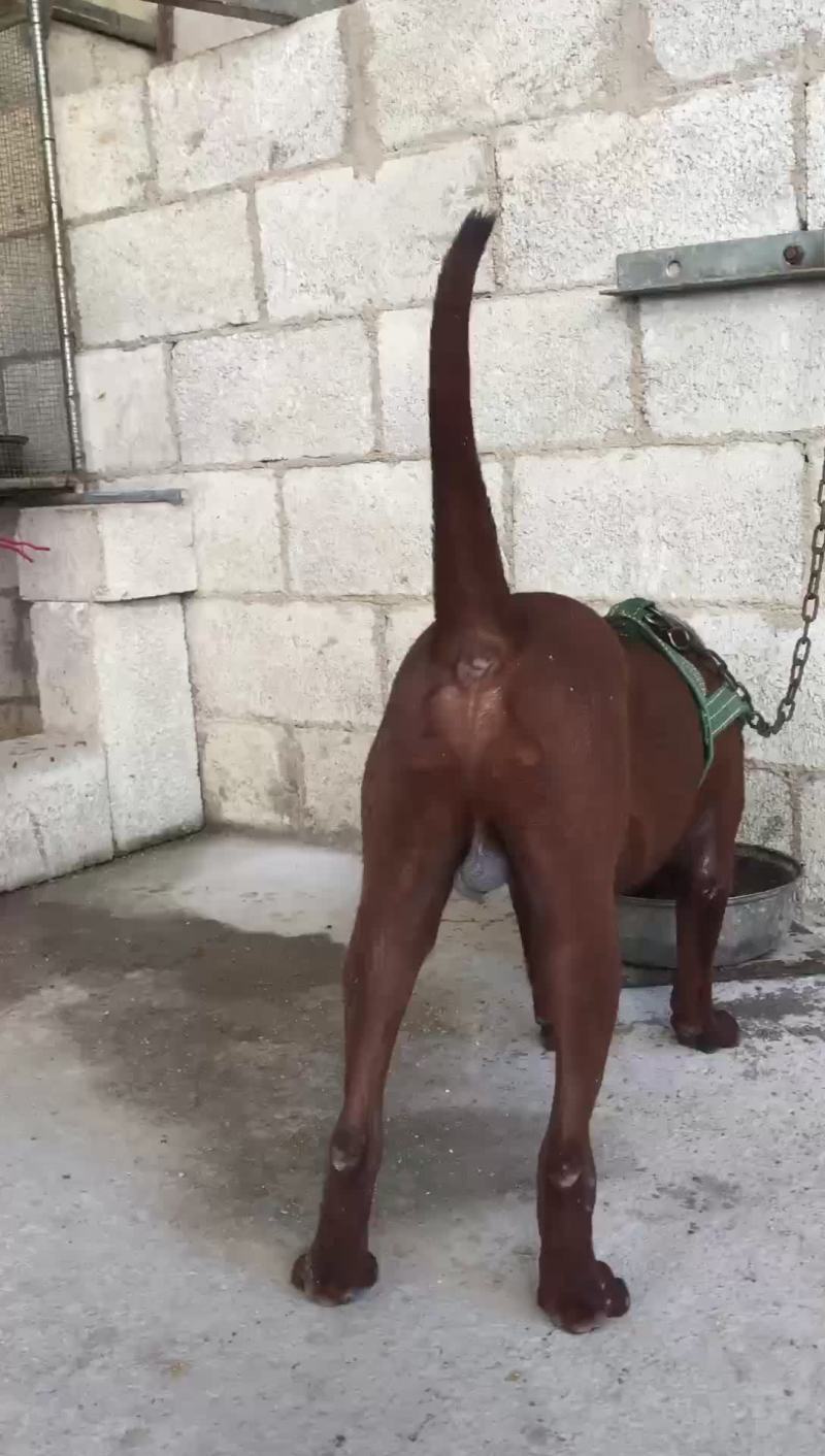 猎狗