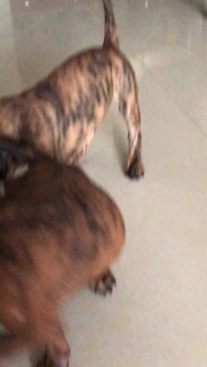 猎狗