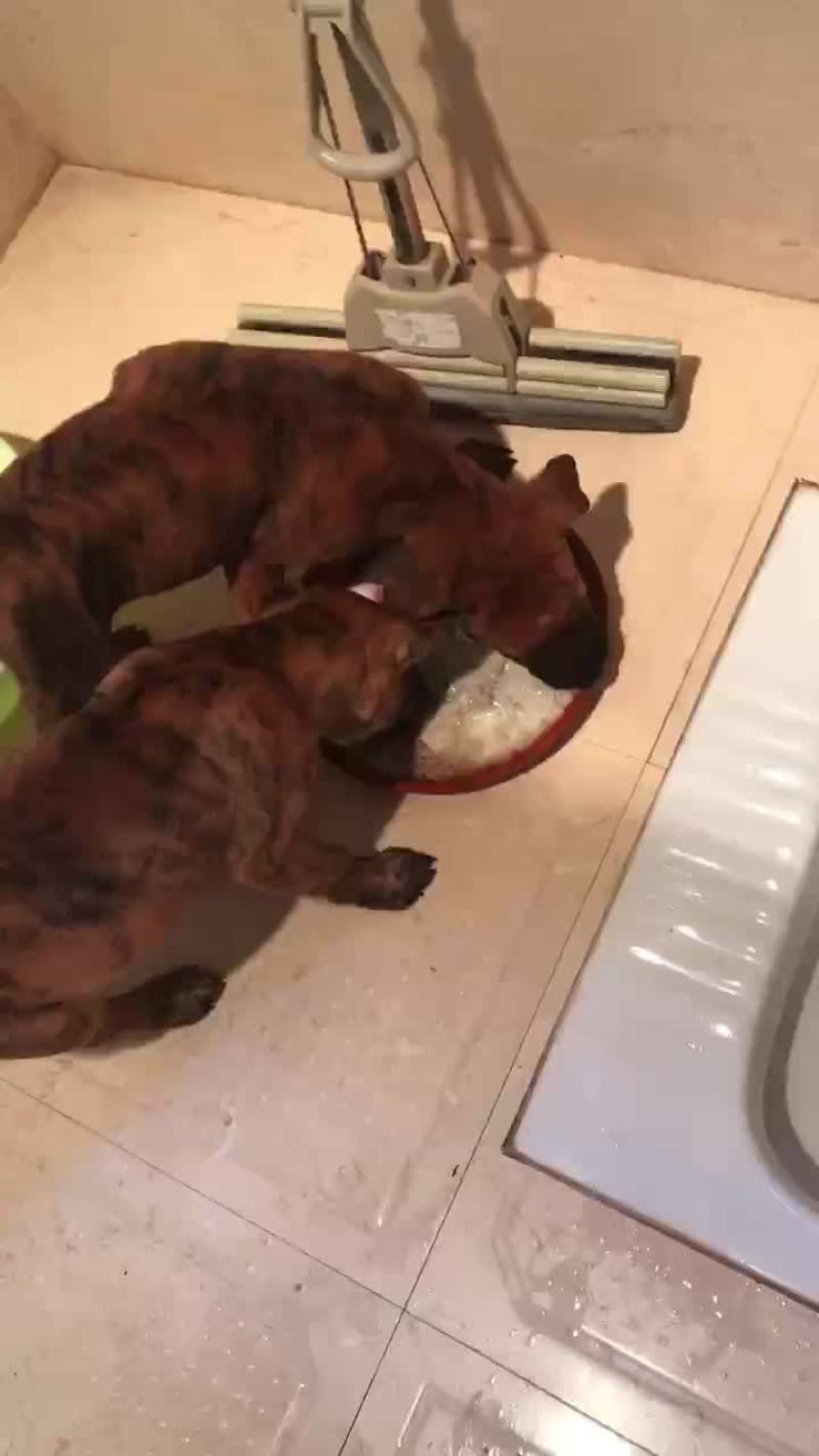 猎狗
