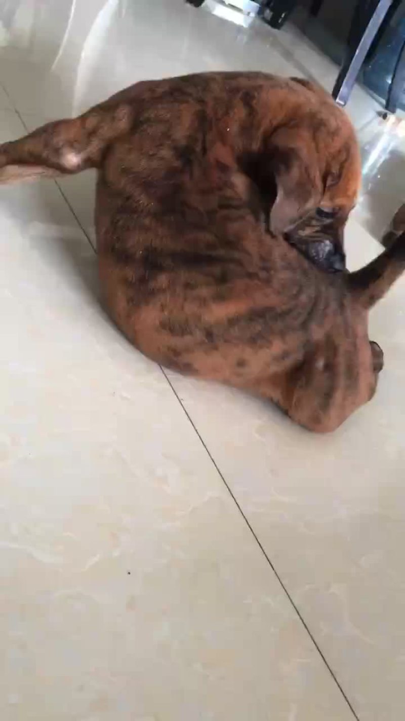 猎狗